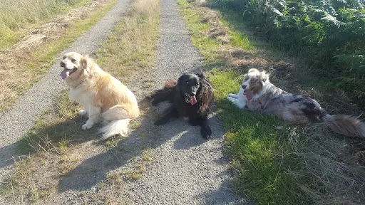 Chez Lili Pension Pour Chien Comme À la Maison