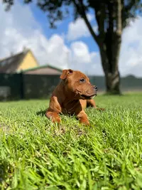 Elevage du Domaine des Rois Canins