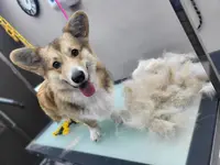 Gat Y Gos Salon de Toilettage Canin et Félin
