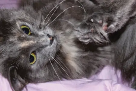 Pension les Chats Câlins
