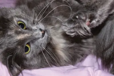 Pension les Chats Câlins