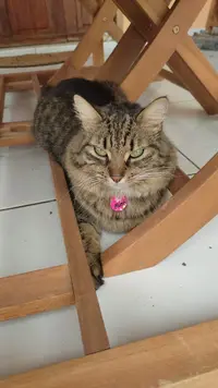 Kandy Karaïb