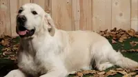Golden Retrievers du Pays de Boheme