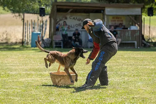 Comprends Ton Chien Roanne_ Educateur Canin Roanne