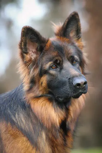 m'Dog Éduc - Éducateur Canin