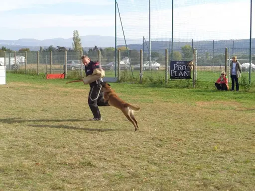 Roanne Education Canine au Doigt et A l'Oeil