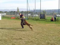 Roanne Education Canine au Doigt et A l'Oeil