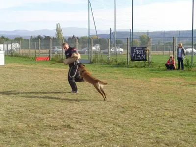 Roanne Education Canine au Doigt et A l'Oeil