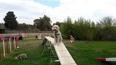 Ecole Canine du Luberon
