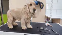 Elegance Dog S