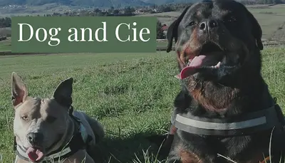 Dog & Cie - Educateur Canin Comportementaliste et Petsitter