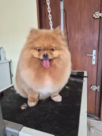 Dogs N Co