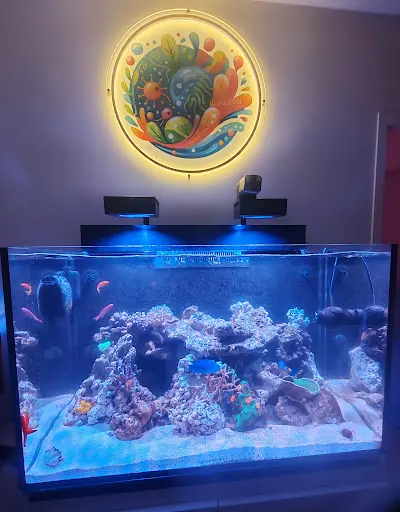 Reef And Fish