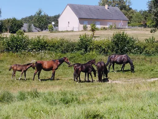 Haras du Peyroux