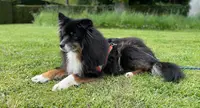 Amidog