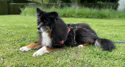 Amidog