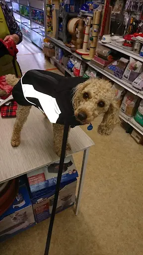 Au Bien Etre des Animaux