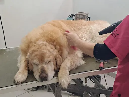 Beauty Dog & Cat