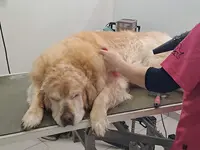 Beauty Dog & Cat