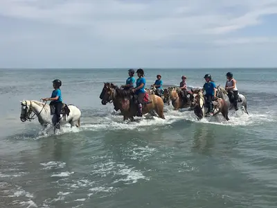 Les Poneys de Fermenas, Centre Équestre, Ballade en Poney, Attelage et Cours d'Équitation