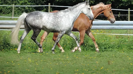 Les Ecuries de Taranis