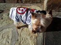 La Maison du Chien
