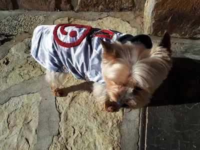 La Maison du Chien