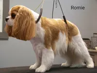 Stéfidog