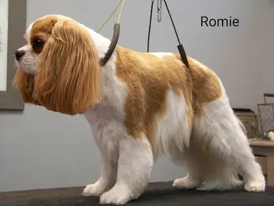 Stéfidog