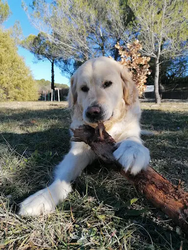 Éducation Canine, Élevage de Berger Australien la Bélaurendière . Chez Noémie, Rognes (13)