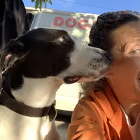 Dog O Dom