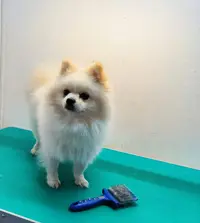 Esthetique Canine