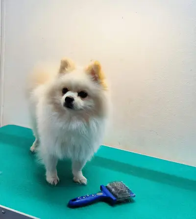 Esthetique Canine