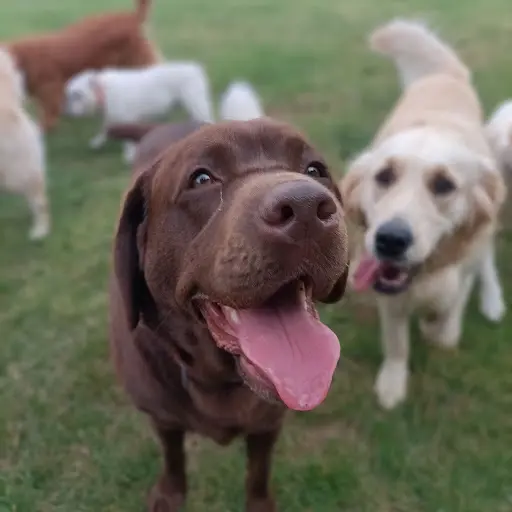 Social Dog la Pension