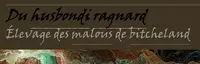 Élevage de Malinois du Husbondi Ragnard