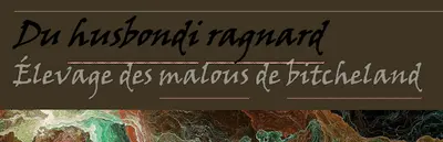 Élevage de Malinois du Husbondi Ragnard