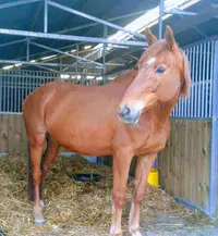 Haras Unique Centre de Reproduction
