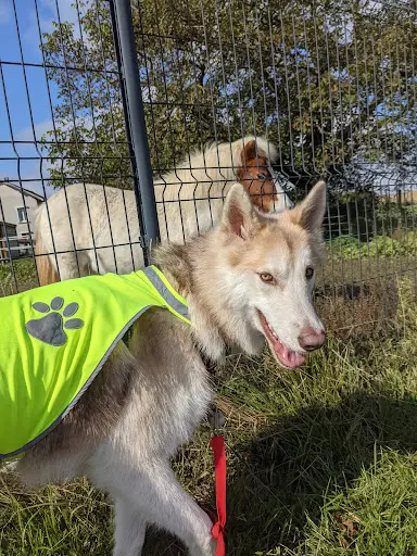 La Voie du Loup - Comportement Canin