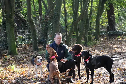 Les Chiens de Victor - Education en Ligne et Présentiel / Meute