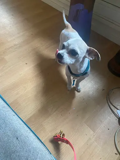 Votre Chien et Moi