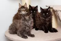 Élevage Maine Coon Paradise