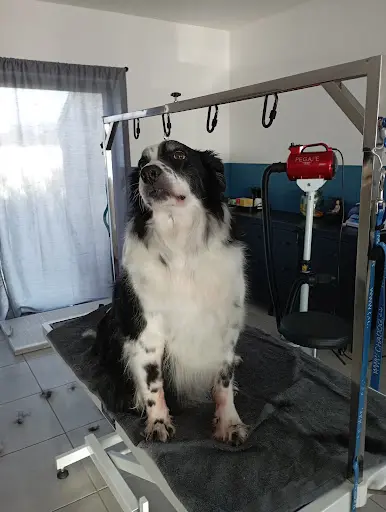 Bubble Dog