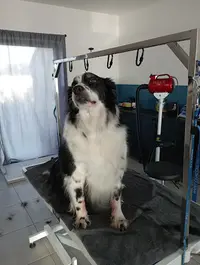 Bubble Dog