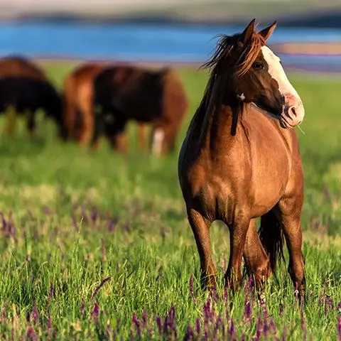 Caval Ranch