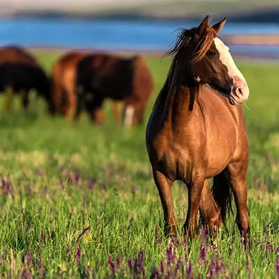 Caval Ranch