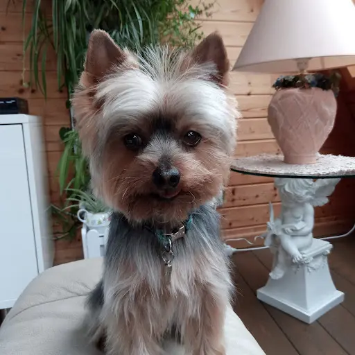 Au Royaume Canin