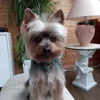 Au Royaume Canin