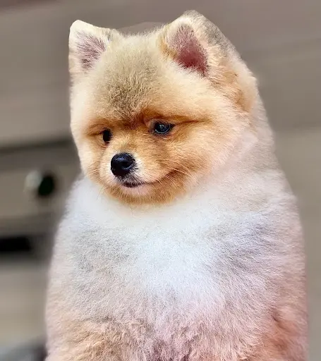 Beauty Dog