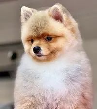 Beauty Dog
