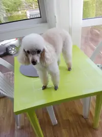 Beauté Canine